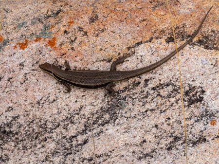 Téléchargez les photos : Gravenhorst mabuya, Trachylepis gravenhorstii, basking on a large rock. Andringitra National Park, Madagascar - en image libre de droit