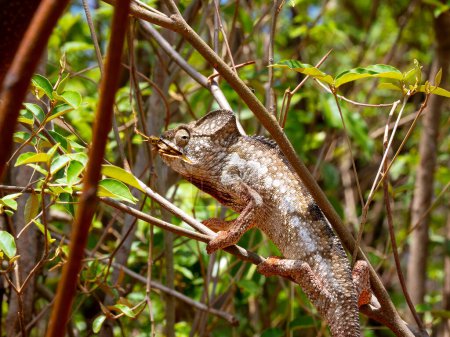 Téléchargez les photos : Malagasy giant chameleon, Furcifer oustaleti, sits on a tree and eats locusts. Andringitra National Park, Madagascar - en image libre de droit