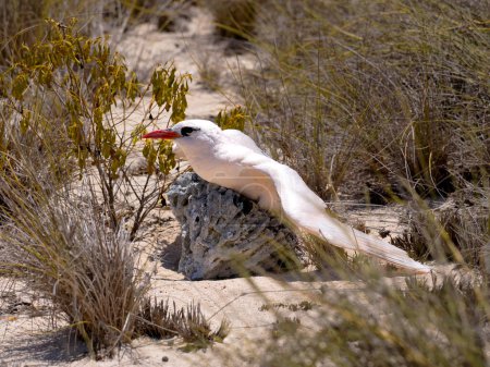 Téléchargez les photos : Red-tailed tropicbird. Phaethon rubricauda, sits on the ground very rarely. Nosi Ve. Madagascar. - en image libre de droit