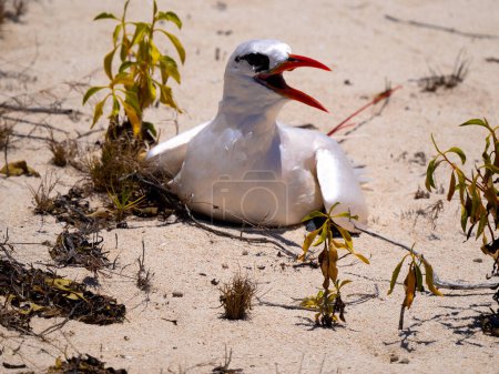Téléchargez les photos : Red-tailed tropicbird. Phaethon rubricauda, sits on the ground very rarely. Nosi Ve. Madagascar. - en image libre de droit