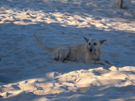 Photo for Domestic dog resting on the beach. Anakao. Mozambique Channel. Madagascar - Royalty Free Image