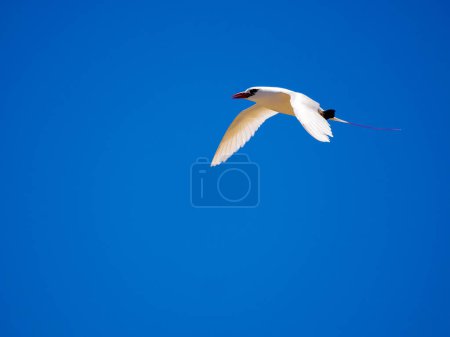 Photo for Red-tailed tropicbirds, Phaeton rubricauda, are excellent flyers, southern Madagascar - Royalty Free Image
