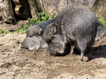Photo for A pair of Chacoan peccary, Catagonus wagneri, foraging on the ground - Royalty Free Image