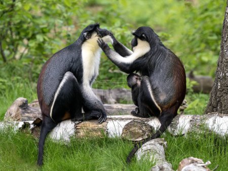 Photo for Two female Diana Money, Cercopithecus diana, grooming each other's fur. - Royalty Free Image