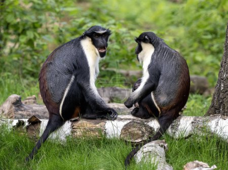 Photo for A pair of Diana Money, Cercopithecus diana, sit on a trunk and observe the surroundings. - Royalty Free Image