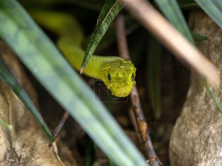 Foto de Mamba verde, Dendroaspis angusticeps intermedius, asomándose por el arbusto, gotas de rocío en su cabeza - Imagen libre de derechos