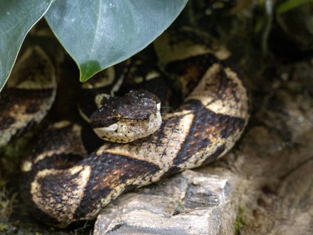 Photo for Portrait of a very rare Black-headed bushmaster, Lachesis melanocephlaus, hidden in a bush - Royalty Free Image