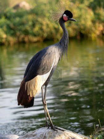 Foto de La grúa coronada de oro Southern Crowned-Crane, Balearica regulorum, es sin duda la grúa más hermosa. - Imagen libre de derechos