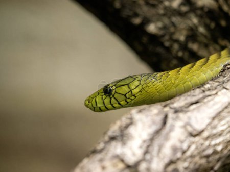 Téléchargez les photos : Portrait de Mamba vert, Dendroaspis viridis, l'un des serpents les plus venimeux d'Afrique - en image libre de droit