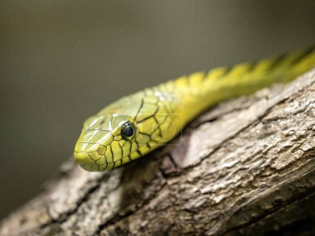 Téléchargez les photos : Portrait de Mamba vert, Dendroaspis viridis, l'un des serpents les plus venimeux d'Afrique - en image libre de droit