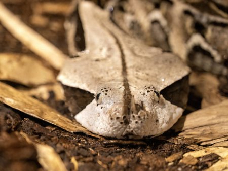 Photo for Portrait of the Gaboon viper, Bitis gabonica rhinoceros, the largest venomous snake in Africa - Royalty Free Image