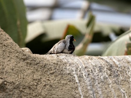 Foto de Una paloma namaqua, Oena capensis, se sienta en un afloramiento rocoso. - Imagen libre de derechos