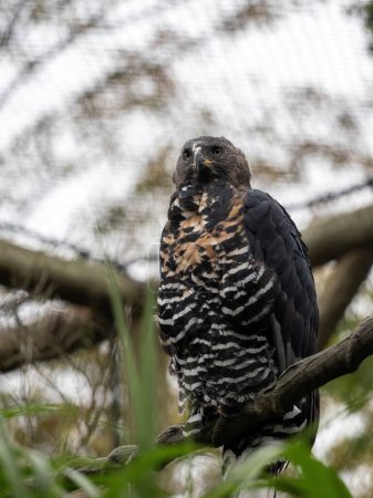 Photo for Crowned Eagle, Stephanoaetus coronatus, sits on a branch and observes the surroundings. - Royalty Free Image