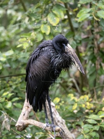Photo for African openbill, Anastomus lamelligerus, sits on a tall tree and observes the surroundings - Royalty Free Image