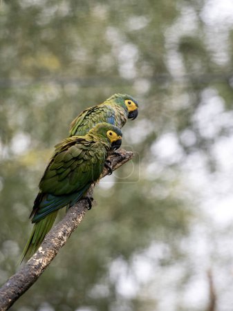 Téléchargez les photos : Amazone farineuse Amazona farinosa guXoalae, assise sur un arbre et observe curieusement les environs - en image libre de droit