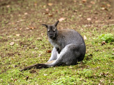 Photo for Bennett's wallaby, Macropus rufogriseus, sits on the ground and observes its surroundings - Royalty Free Image