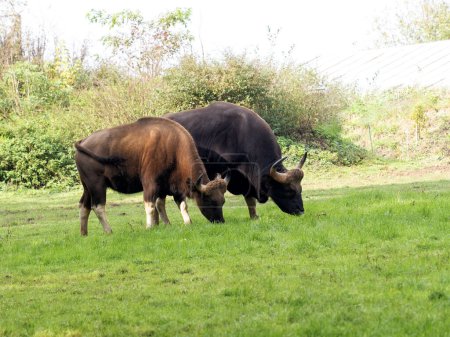 Photo for A pair of Gajal, Bos frontalis, the largest wild cattle graze in a meadow - Royalty Free Image