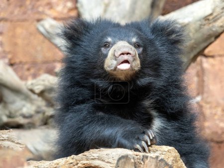 Photo for A sub-adult Sloth Bear cub, Melursus ursinus, curiously observes its surroundings - Royalty Free Image