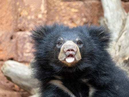 Photo for A sub-adult Sloth Bear cub, Melursus ursinus, curiously observes its surroundings - Royalty Free Image