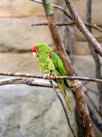 Photo for The rare Cordilleran parakeet, Psittacara frontatus, sits on a dry branch and looks around. - Royalty Free Image
