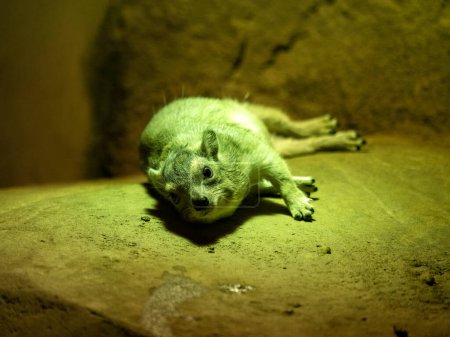 Photo for Cape Rock Hyrax, Procavia capensis, lying on a boulder and resting - Royalty Free Image
