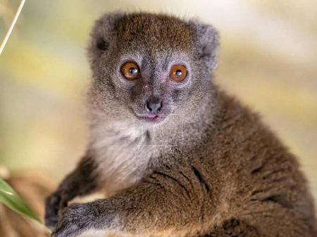 Foto de Retrato del lémur de bambú menor, Hapalemur occidentalis, que se alimenta exclusivamente de bambú - Imagen libre de derechos