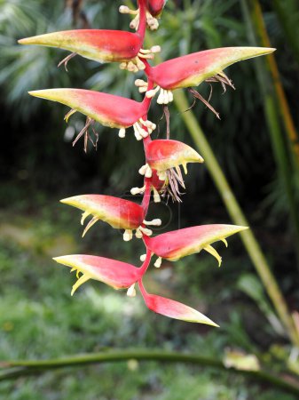 Photo for Beautiful strelicia flower Kuala Lumpur, Malaysia. - Royalty Free Image