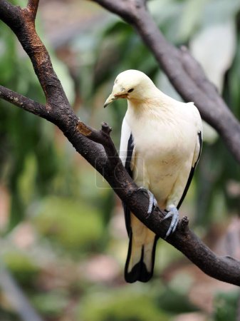 Photo for Pied imperial pigeon, Ducula bicolor, sits on a branch and observes the surroundings, Malaysia - Royalty Free Image