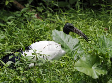 African sacred ibis, Threskiornis aethiopicus, foraging in grass, Malaysia
