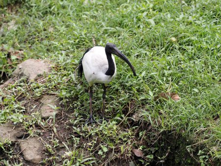 African sacred ibis, Threskiornis aethiopicus, foraging in grass, Malaysia