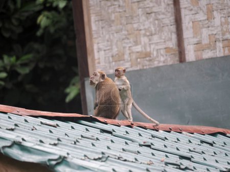 Téléchargez les photos : Macaque à longue queue, Macaca fascicularis, assis sur le toit d'un bungalow de Sumatra, Indonésie - en image libre de droit