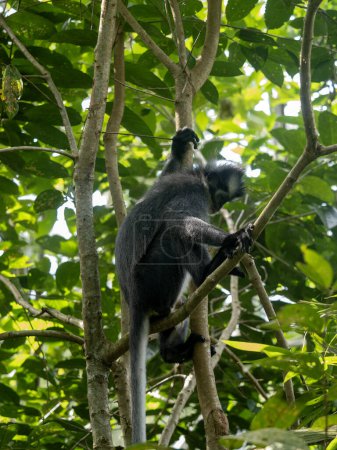 Photo for Thomas' langur, Presbytis thomasi, sits on a tree in Gunung Leuser National Park Sumatra, Indonesia - Royalty Free Image