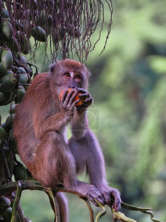 Joven Macaco de cola larga, Macaca fascicularis, comer fruta de la palma, Parque Nacional Gunung Leuser, Sumatra