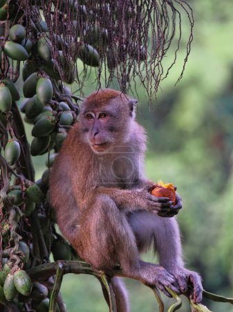 Junge Langschwanzmakaken, Macaca fascicularis, die Palmfrüchte essen, Gunung Leuser Nationalpark, Sumatra
