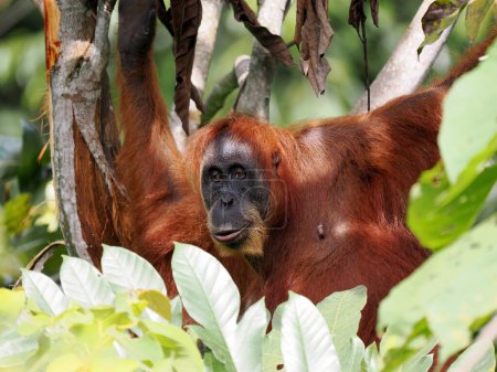 Foto de Sumatra Orangután, Pongo abelii, hábilmente se mueve en ramas en busca de comida. Parque Nacional Gunung Leuser, Sumatra - Imagen libre de derechos