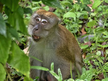 Long-tailed Macaque, Macaca fascicularis, sitting in the tall grass of Sumatra, Indonesia