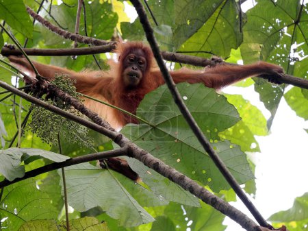 Foto de Sumatra Orangután, Pongo abelii, hábilmente se mueve en ramas en busca de comida, Sumatra, IndonesiaSumatra, Indonesia - Imagen libre de derechos