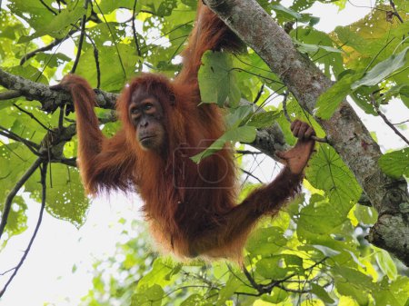 Foto de Sumatra Orangután, Pongo abelii, hábilmente se mueve en ramas en busca de comida, Gunung Leuser National Park, Sumatra - Imagen libre de derechos