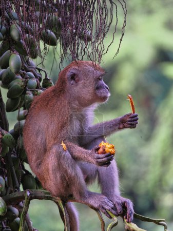 Jeune Macaque à longue queue, Macaca fascicularis, mangeant des palmiers, Parc national Gunung Leuser, Sumatra