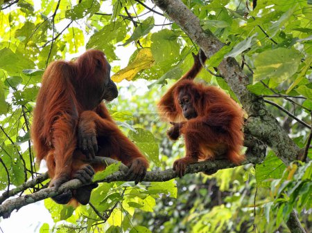 Foto de Mujer Sumatran Orangutan, Pongo abelii, con cachorro sentado en una rama, Gunung Leuser National Park, Sumatra - Imagen libre de derechos