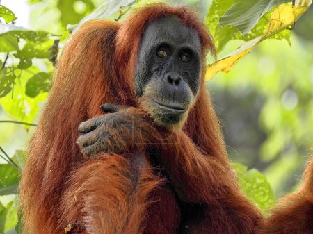 Foto de Retrato de una hembra salvaje Sumatra Orangután, Pongo abelii, en la selva tropical, Parque Nacional Gunung Leuser, Sumatra - Imagen libre de derechos