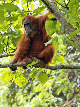 Foto de Sumatra Orangután, Pongo abelii, hábilmente se mueve en ramas en busca de comida, Gunung Leuser National Park, Sumatra - Imagen libre de derechos