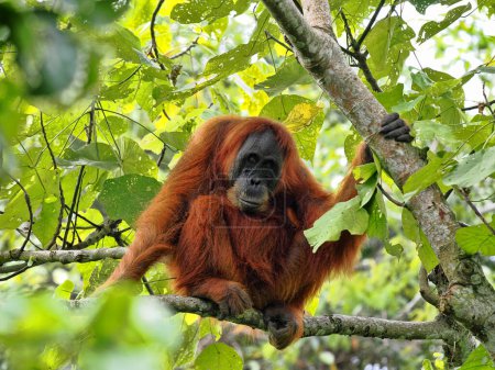 Foto de Sumatra Orangutan, Pongo abelii, sentado en una rama y mirando a su alrededor, Gunung Leuser National Park, Sumatra - Imagen libre de derechos