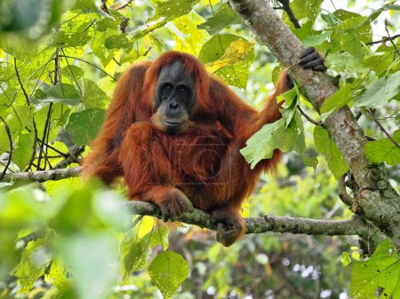 Foto de Sumatra Orangutan, Pongo abelii, sentado en una rama y mirando a su alrededor, Gunung Leuser National Park, Sumatra - Imagen libre de derechos