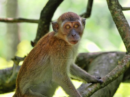 Téléchargez les photos : Jeune Macaque à longue queue, Macaca fascicularis, assis dans la boue et posant autour de Sumatra, Indonésie - en image libre de droit