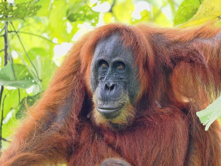 Foto de Retrato de una hembra salvaje Sumatra Orangután, Pongo abelii, en la selva tropical, Parque Nacional Gunung Leuser, Sumatra - Imagen libre de derechos