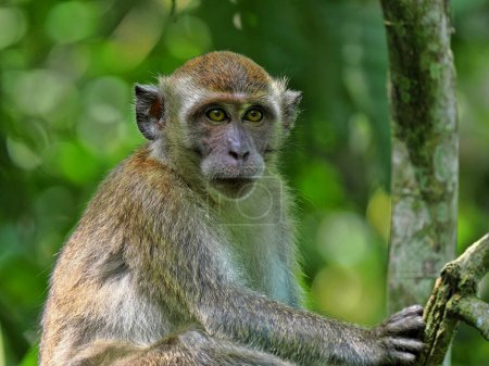 Joven Macaco de cola larga, Macaca fascicularis, sentado en el barro y posando alrededor de Sumatra, Indonesia