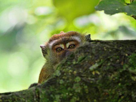 Téléchargez les photos : Macaque à longue queue mâle, Macaca fascicularis, regardant par derrière un rocher, Sumatra, Indonésie - en image libre de droit