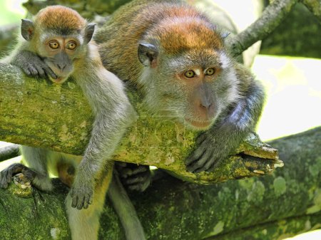 Macaque à longue queue femelle, Macaca fascicularis, avec petit assis dans la boue et posant autour de Sumatra, Indonésie