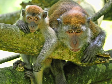 Téléchargez les photos : Macaque à longue queue femelle, Macaca fascicularis, avec petit assis dans la boue et posant autour de Sumatra, Indonésie - en image libre de droit